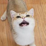 Lyon Soda Instagram Channel Thumbnail